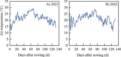 Partial substitution of phosphorus fertilizer with iron-modified biochar improves root morphology and yield of peanut under film mulching